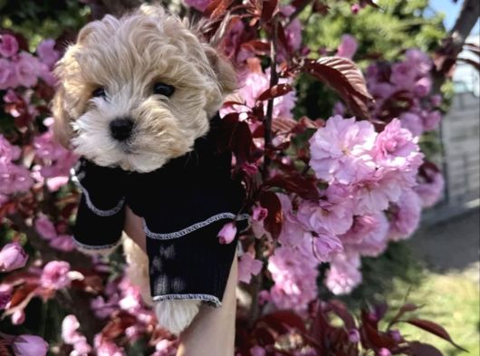 Maltipoo Yavrular  Tüy Dökmeyen Ev Yaşamına Uyumlu görsel