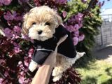 Maltipoo Yavrular  Tüy Dökmeyen Ev Yaşamına Uyumlu