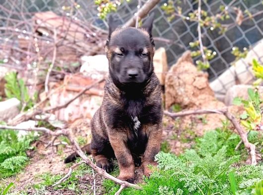 Safkan Belçi̇ka Kurdu Malinois Yavrusu - Erkek görsel