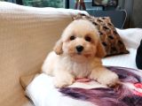 Wc Eği̇ti̇mli̇ Malti̇poo Bebekleri̇ Si̇zleri̇ Bekli̇yor