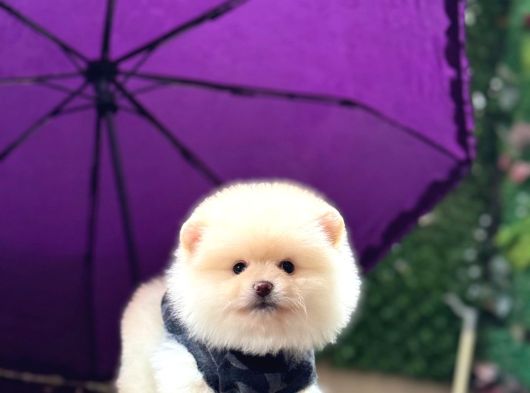 Teddy Face Pomeranian Boo görsel