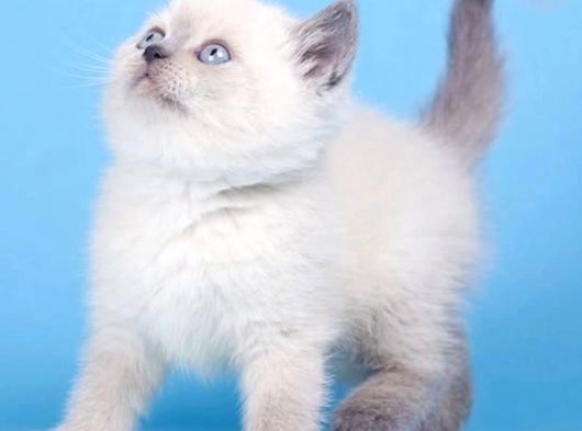 Mavinin Büyüsü Blue Point British Shorthair görsel