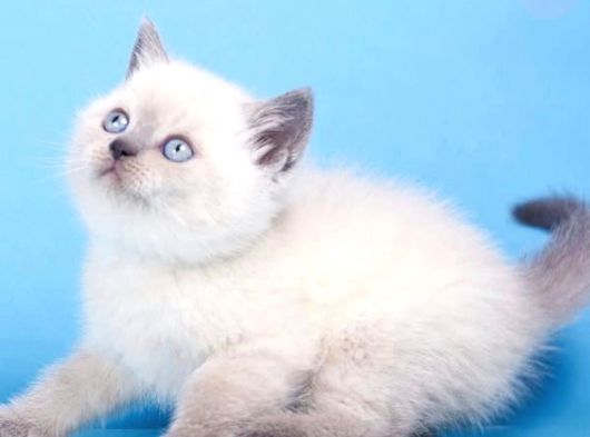 Mavinin Büyüsü Blue Point British Shorthair görsel