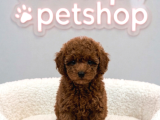 VONALP PET GARANTISIYLE KUYRUKSUZ  TOY POODLE