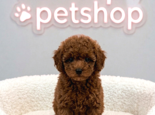Vonalp Pet Garantisiyle Kuyruksuz  Toy Poodle