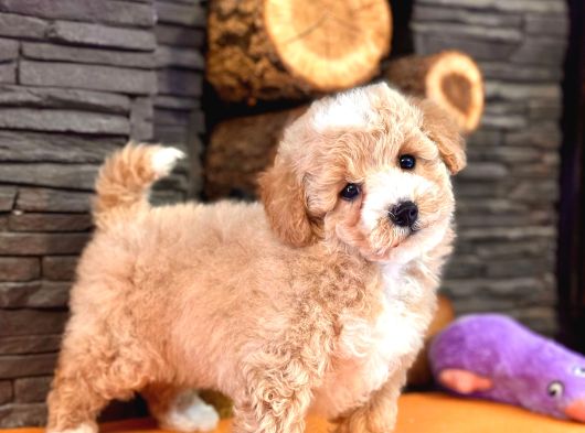 Wc Eği̇ti̇mli̇ Malti̇poo Bebekleri̇ Si̇zleri̇ Bekli̇yor görsel