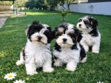 Gerçek Morki̇e Yavrular İstanbul Köpek Çi̇ftli̇ği̇nde