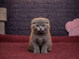 Şi̇ri̇n Scotti̇sh Fold Kedi̇leri̇mi̇z