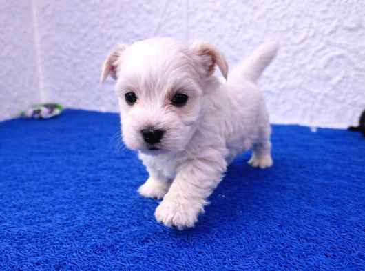 Gerçek Morki̇e Yavrular İstanbul Köpek Çi̇ftli̇ği̇nde görsel