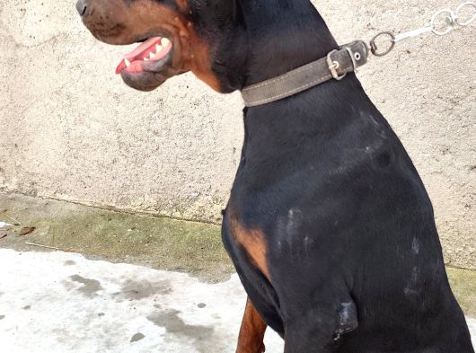 Doberman Köpeklerim görsel