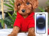 En Kaliteli Maltipoo Yavrular Mağazamızdan Sizlerle