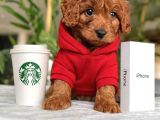 En Kaliteli Maltipoo Yavrular Mağazamızdan Sizlerle