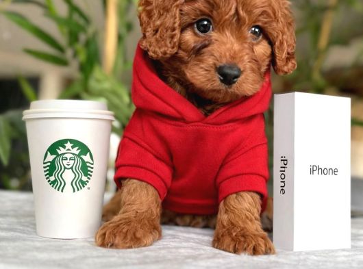 En Kaliteli Maltipoo Yavrular Mağazamızdan Sizlerle görsel