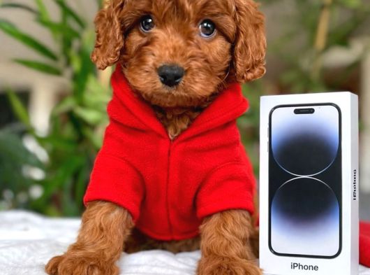 En Kaliteli Maltipoo Yavrular Mağazamızdan Sizlerle