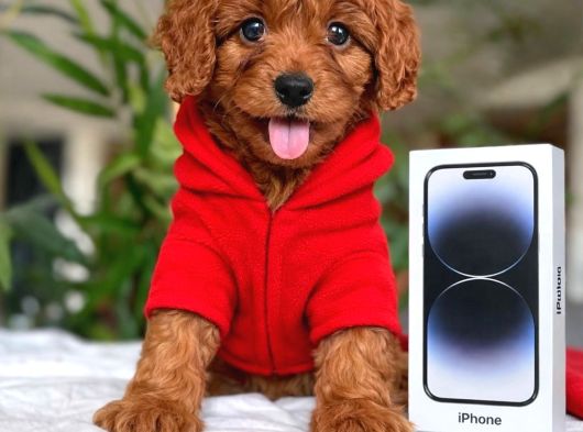 En Kaliteli Maltipoo Yavrular Mağazamızdan Sizlerle görsel