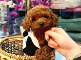 Mağazamızdan Red Toypoodle Yavrular 
