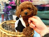 Mağazamızdan Red Toypoodle Yavrular 