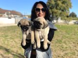 Pug Yavrularım Sağlık Ve Ped Eğitimlid