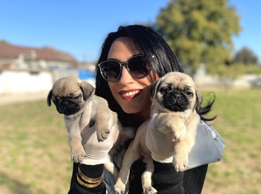Pug Yavrularım Sağlık Ve Ped Eğitimlid görsel