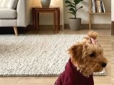 Maltipoo