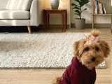 maltipoo