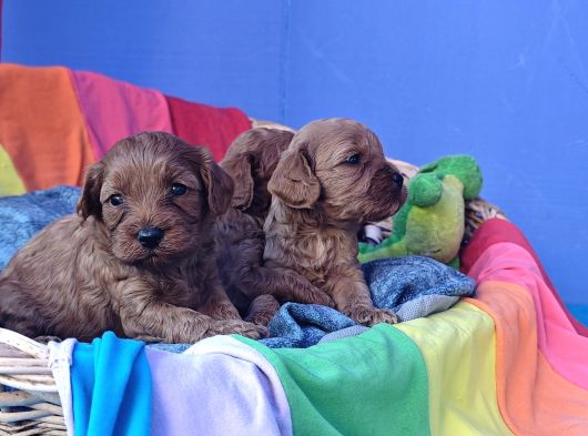 Gerçek Cavapoo Anne Babadan Orji̇nal Cavapoo görsel