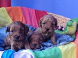 Gerçek Cavapoo Anne Babadan Orji̇nal Cavapoo