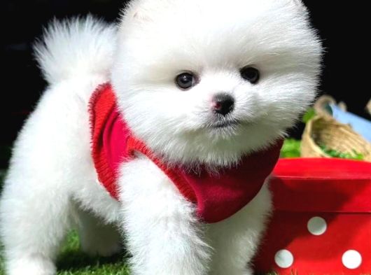 Mağazamızdan Red Toypoodle Yavrular  görsel