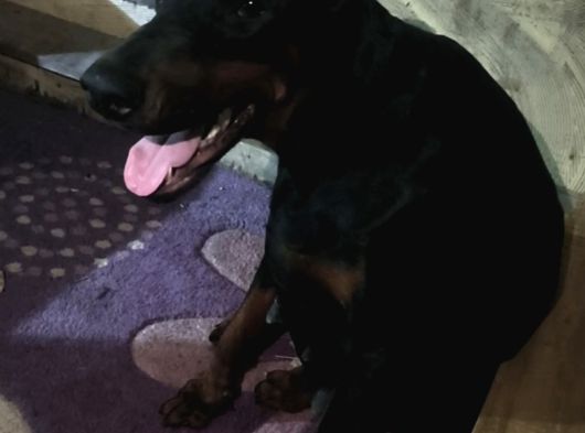 Doberman Köpeklerim görsel