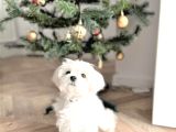 Vecihiden Bembeyaz Garantili Mini Maltese Bebekler