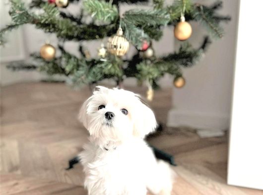 Vecihiden Bembeyaz Garantili Mini Maltese Bebekler görsel