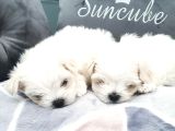 Vecihiden Bembeyaz Garantili Mini Maltese Bebekler