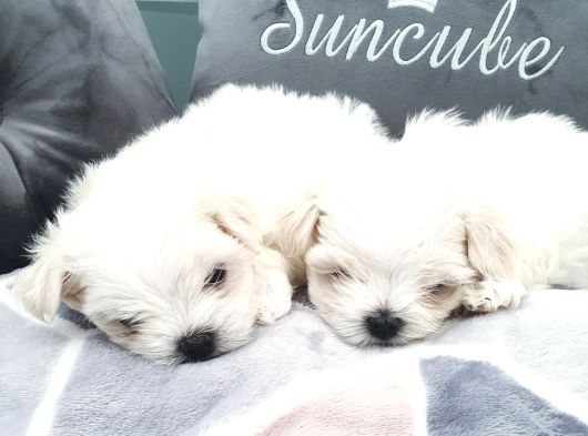 Vecihiden Bembeyaz Garantili Mini Maltese Bebekler görsel