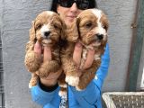 Maltipoo Yavrularım Ped Ve Sağlık Garantili
