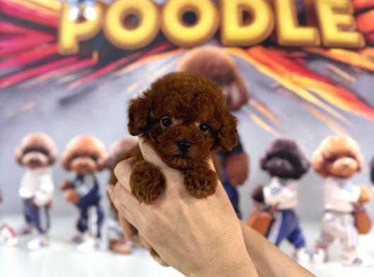 Teacup Poodle Mini Erkek görsel