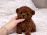 Vecihiden ırk ve sağlık garantili mini kore toypoodle  bebek