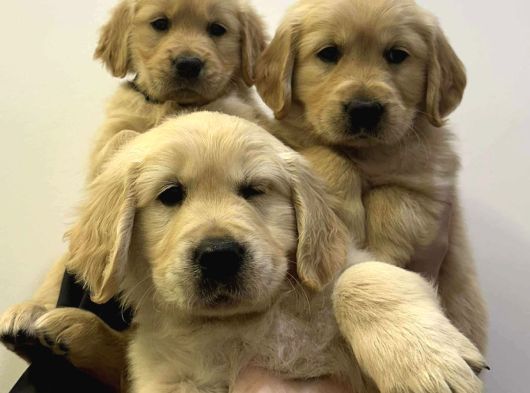 Vecihiden Irk Ve Sağlık Garantili Babyface Golden Bebekler görsel