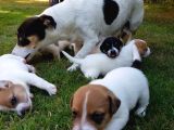 Vecihiden Uçan Köpek Jackrussel Maylo Bebekler