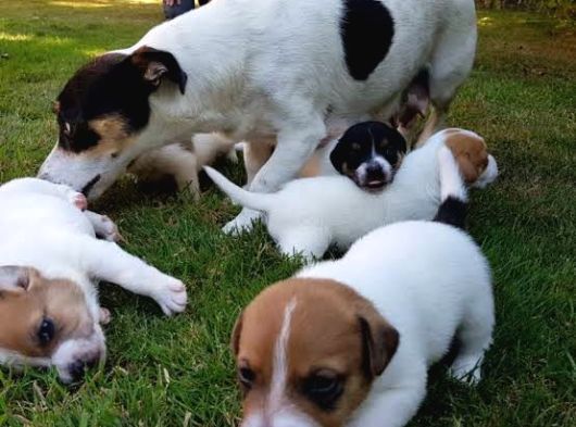 Vecihiden Uçan Köpek Jackrussel Maylo Bebekler görsel