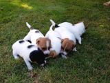 Vecihiden Uçan Köpek Jackrussel Maylo Bebekler