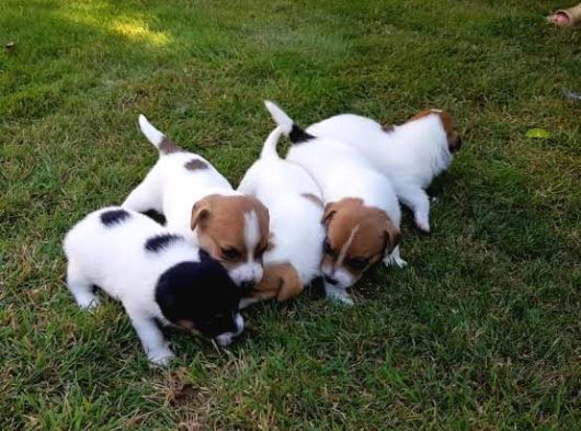 Vecihiden Uçan Köpek Jackrussel Maylo Bebekler görsel
