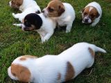 Vecihiden uçan köpek jackrussel maylo bebekler