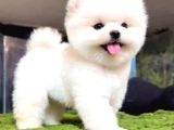 Mağazamızdan Red ToyPoodle Yavrular 