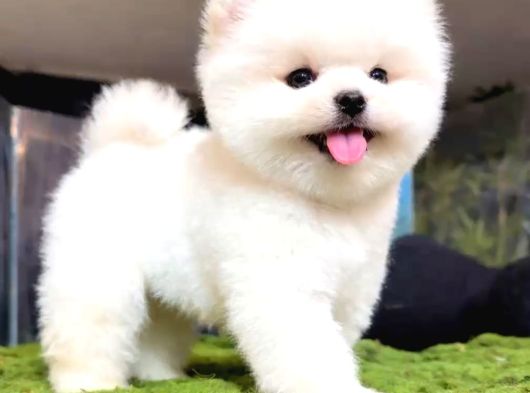 Mağazamızdan Red Toypoodle Yavrular 