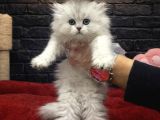 Şi̇ri̇n Scotti̇sh Fold Kedi̇leri̇mi̇z