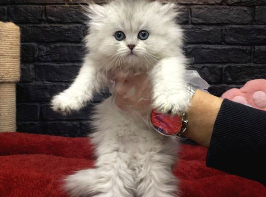 Şi̇ri̇n Scotti̇sh Fold Kedi̇leri̇mi̇z görsel