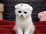 Şi̇ri̇n Scotti̇sh Fold Kedi̇leri̇mi̇z