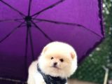 Teddy Face Pomeranian Boo