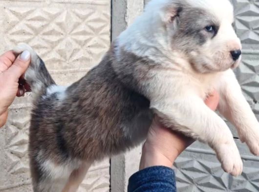 Türki̇yeni̇n En Güzel Alabai̇ Yavrulari görsel