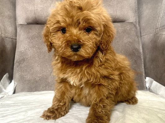 mİNİ BOY MALTIPOO ERKEK YAVRULARIM